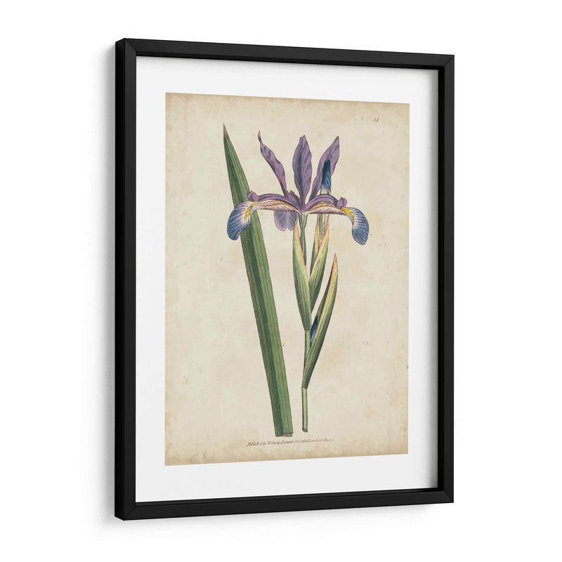 Lavender Curtis Botanicals Iii - Curtis | Cuadro decorativo de Canvas Lab