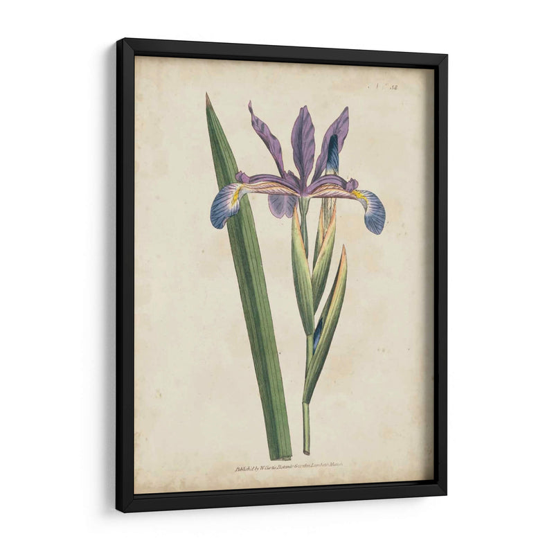 Lavender Curtis Botanicals Iii - Curtis | Cuadro decorativo de Canvas Lab