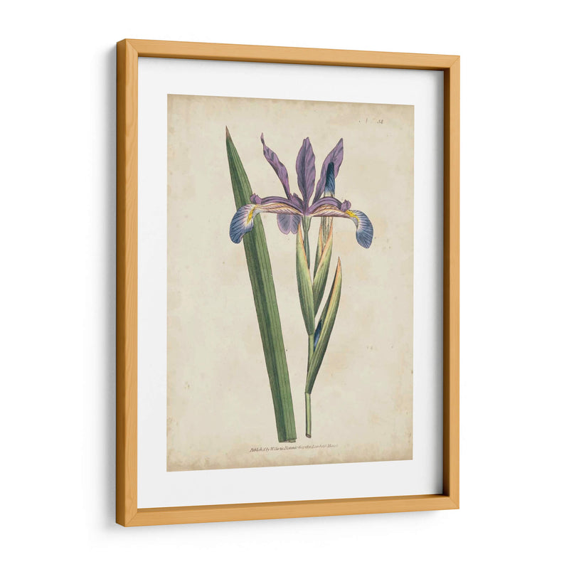 Lavender Curtis Botanicals Iii - Curtis | Cuadro decorativo de Canvas Lab