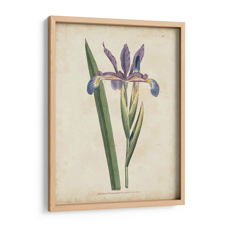 Lavender Curtis Botanicals Iii - Curtis | Cuadro decorativo de Canvas Lab