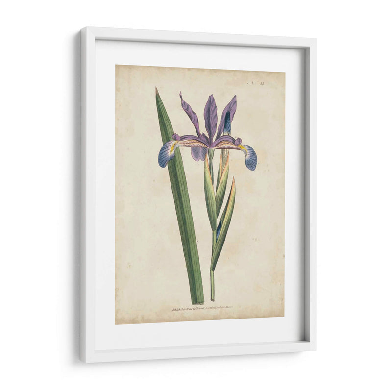 Lavender Curtis Botanicals Iii - Curtis | Cuadro decorativo de Canvas Lab