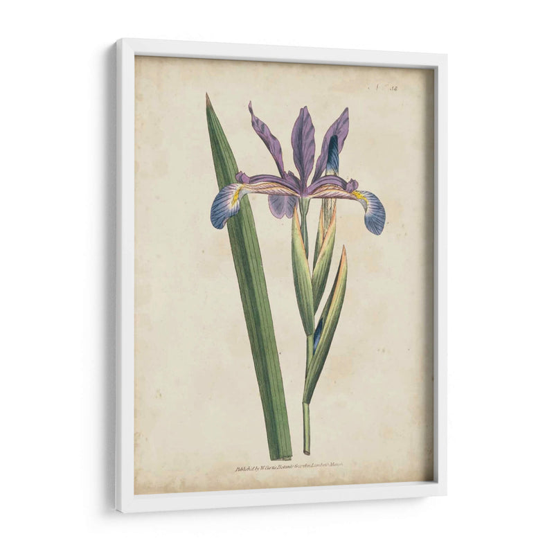 Lavender Curtis Botanicals Iii - Curtis | Cuadro decorativo de Canvas Lab