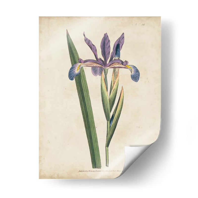 Lavender Curtis Botanicals Iii - Curtis | Cuadro decorativo de Canvas Lab