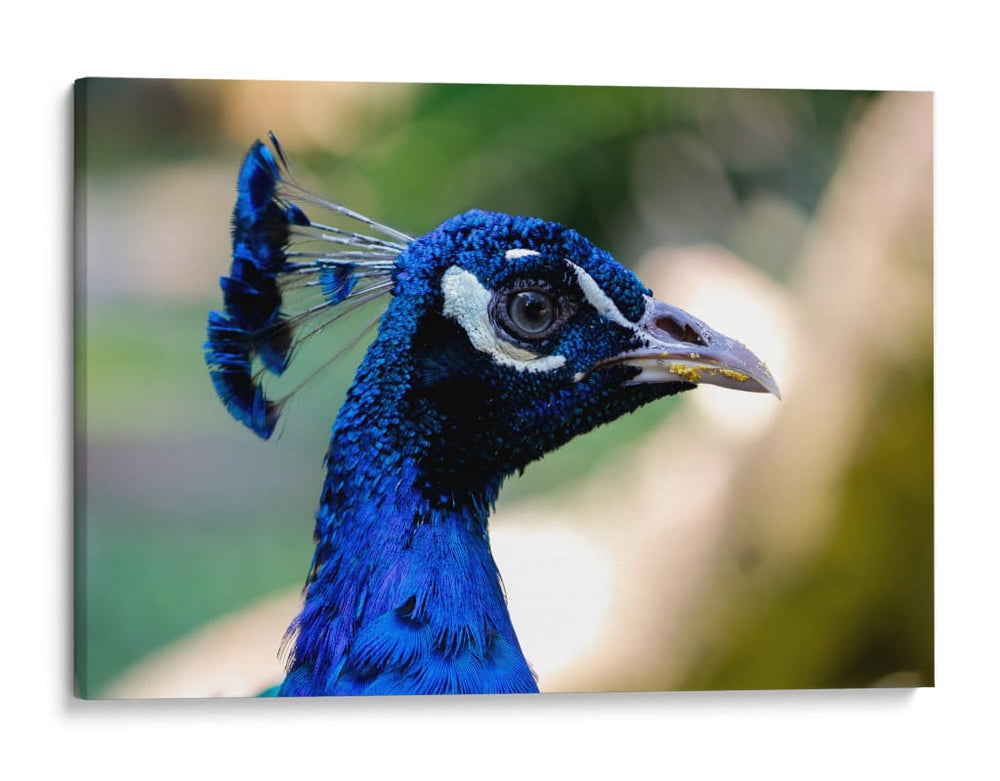 Mirada Azul - Ulises Páez | Cuadro decorativo de Canvas Lab