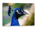 Mirada Azul - Ulises Páez | Cuadro decorativo de Canvas Lab