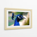 Mirada Azul - Ulises Páez | Cuadro decorativo de Canvas Lab