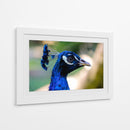 Mirada Azul - Ulises Páez | Cuadro decorativo de Canvas Lab