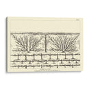 Diagrama Antiguo Para Espaliers Ii | Cuadro decorativo de Canvas Lab