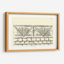 Diagrama Antiguo Para Espaliers Ii | Cuadro decorativo de Canvas Lab