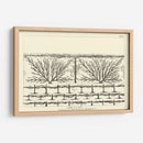 Diagrama Antiguo Para Espaliers Ii | Cuadro decorativo de Canvas Lab