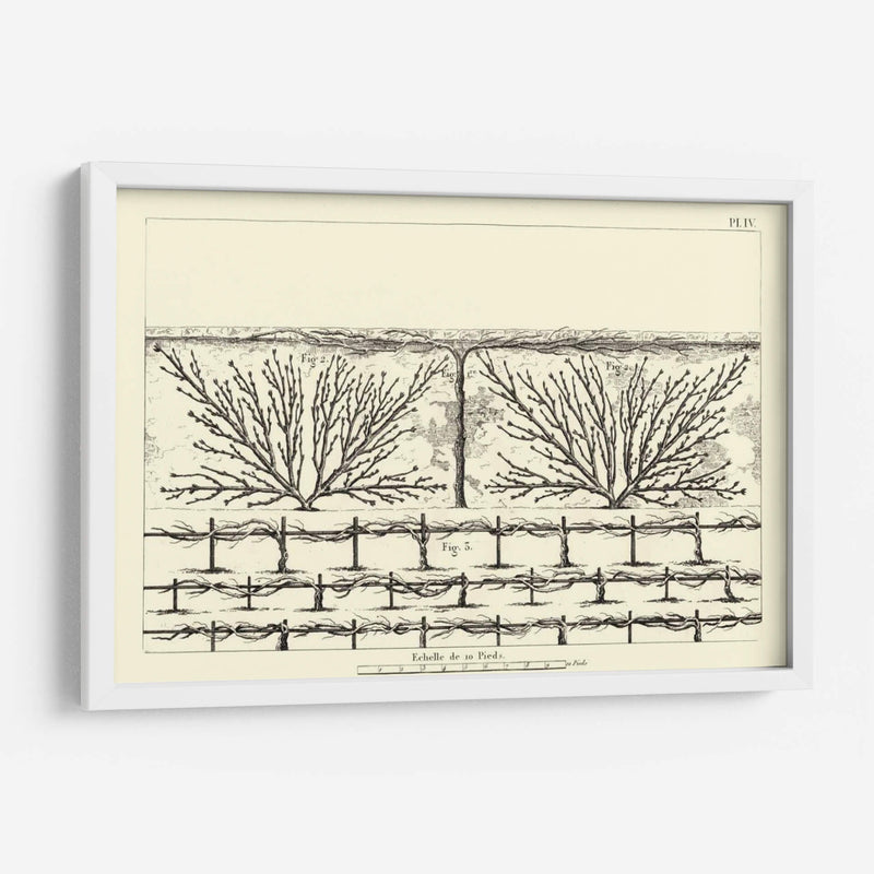 Diagrama Antiguo Para Espaliers Ii | Cuadro decorativo de Canvas Lab