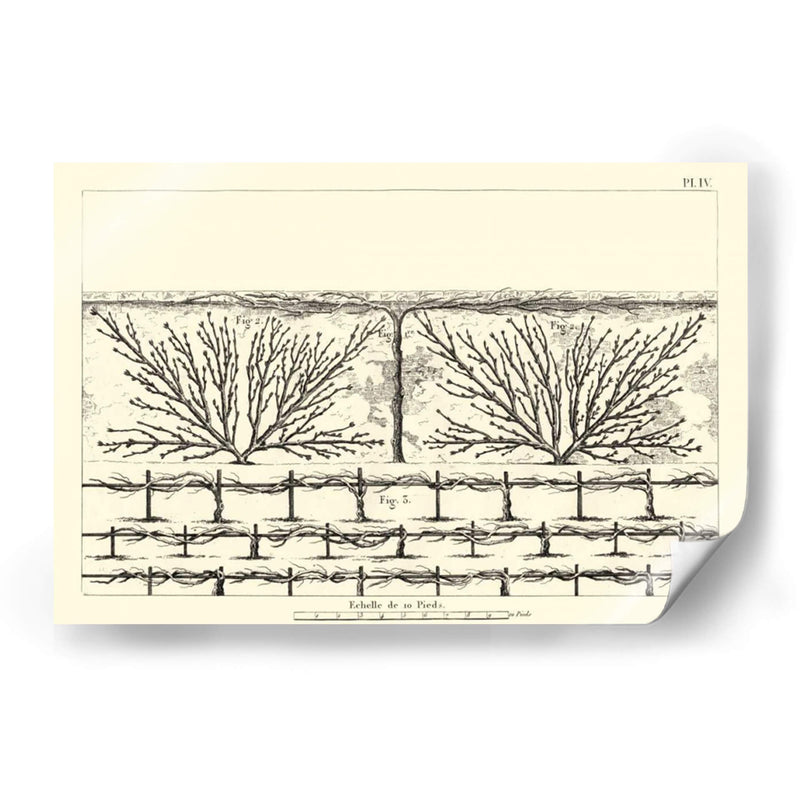 Diagrama Antiguo Para Espaliers Ii | Cuadro decorativo de Canvas Lab