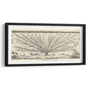 Diagrama Antiguo Para Espaliers Iii | Cuadro decorativo de Canvas Lab