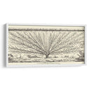 Diagrama Antiguo Para Espaliers Iii | Cuadro decorativo de Canvas Lab