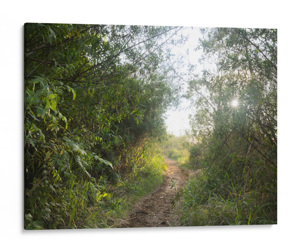 Bosque del Delta del Rio de la Plata  TGRANDE - FErB | Cuadro decorativo de Canvas Lab