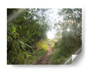 Bosque del Delta del Rio de la Plata  TGRANDE - FErB | Cuadro decorativo de Canvas Lab