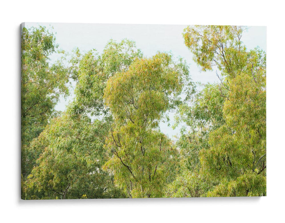 bosque de la costa del Río de la Plata - FErB | Cuadro decorativo de Canvas Lab