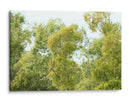 bosque de la costa del Río de la Plata - FErB | Cuadro decorativo de Canvas Lab