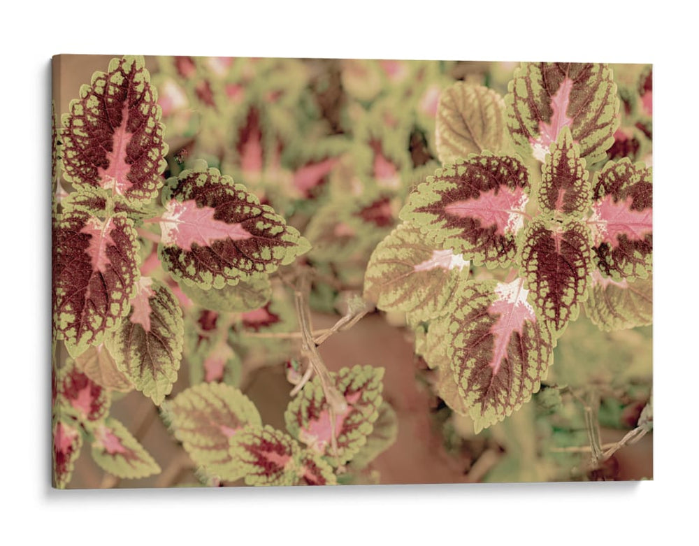 CALIDOSCOPIO VEGETAL - FErB | Cuadro decorativo de Canvas Lab
