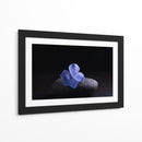 Flor Sobre Piedra - Ulises Páez | Cuadro decorativo de Canvas Lab