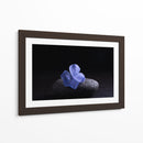 Flor Sobre Piedra - Ulises Páez | Cuadro decorativo de Canvas Lab