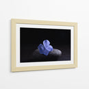 Flor Sobre Piedra - Ulises Páez | Cuadro decorativo de Canvas Lab