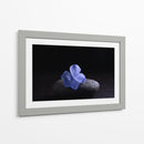 Flor Sobre Piedra - Ulises Páez | Cuadro decorativo de Canvas Lab