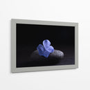 Flor Sobre Piedra - Ulises Páez | Cuadro decorativo de Canvas Lab