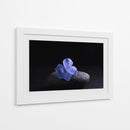 Flor Sobre Piedra - Ulises Páez | Cuadro decorativo de Canvas Lab