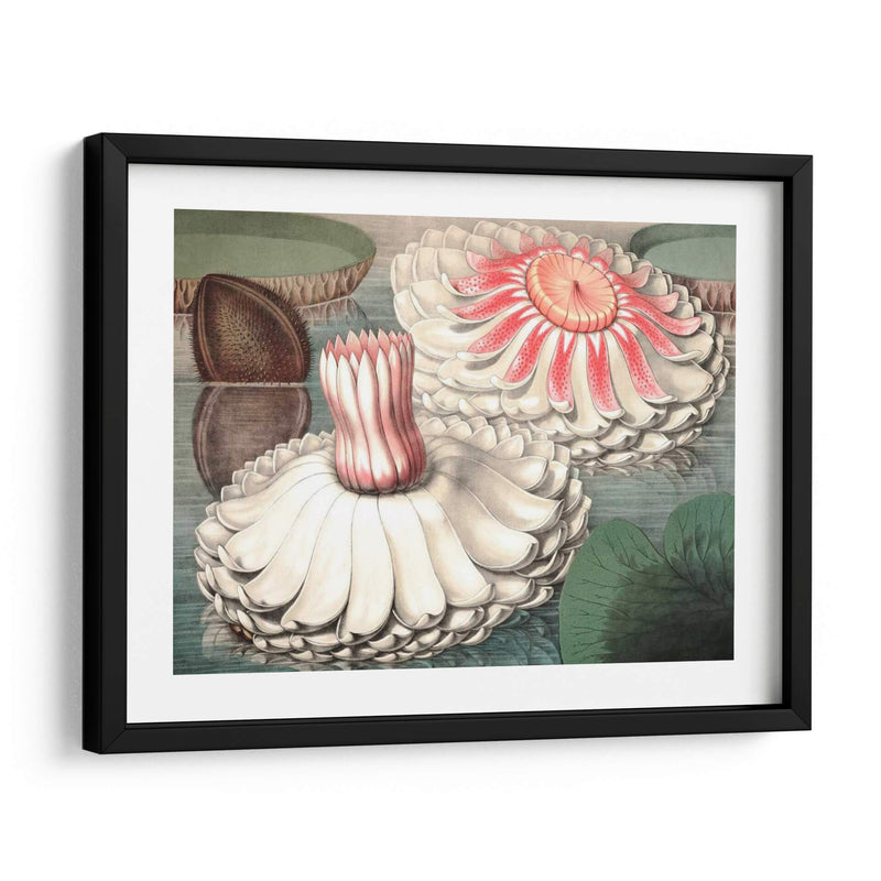 Lily Ii De Agua Vintage - Vision Studio | Cuadro decorativo de Canvas Lab