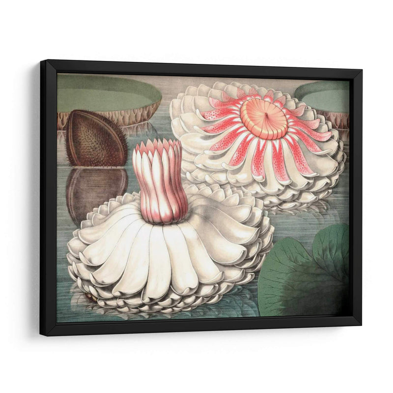 Lily Ii De Agua Vintage - Vision Studio | Cuadro decorativo de Canvas Lab