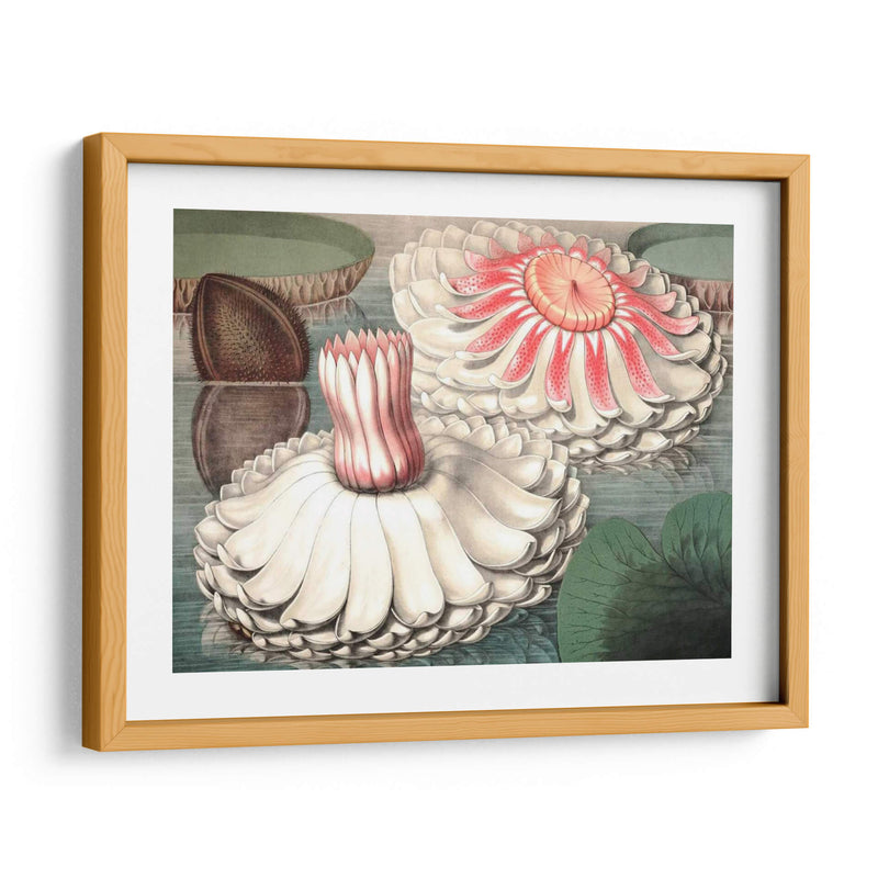 Lily Ii De Agua Vintage - Vision Studio | Cuadro decorativo de Canvas Lab