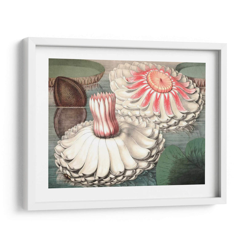 Lily Ii De Agua Vintage - Vision Studio | Cuadro decorativo de Canvas Lab