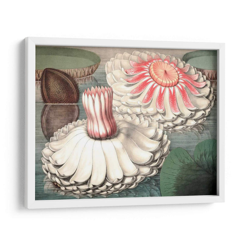 Lily Ii De Agua Vintage - Vision Studio | Cuadro decorativo de Canvas Lab