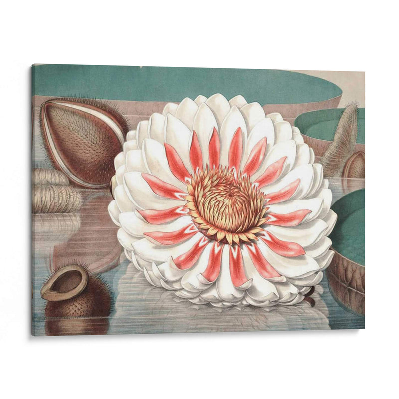 Lily De Agua Vintage Iii - Vision Studio | Cuadro decorativo de Canvas Lab