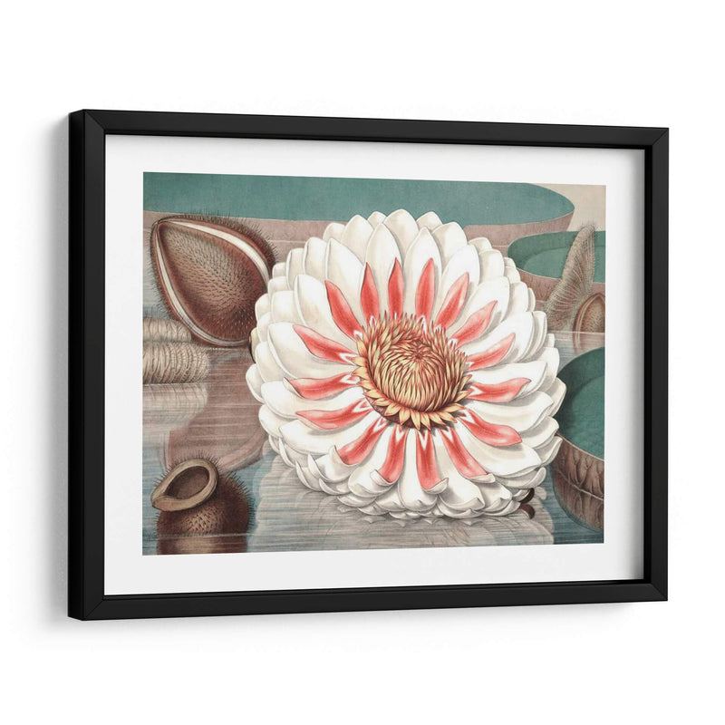 Lily De Agua Vintage Iii - Vision Studio | Cuadro decorativo de Canvas Lab