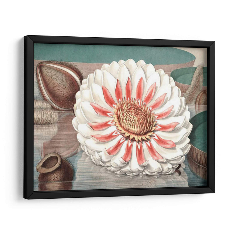 Lily De Agua Vintage Iii - Vision Studio | Cuadro decorativo de Canvas Lab