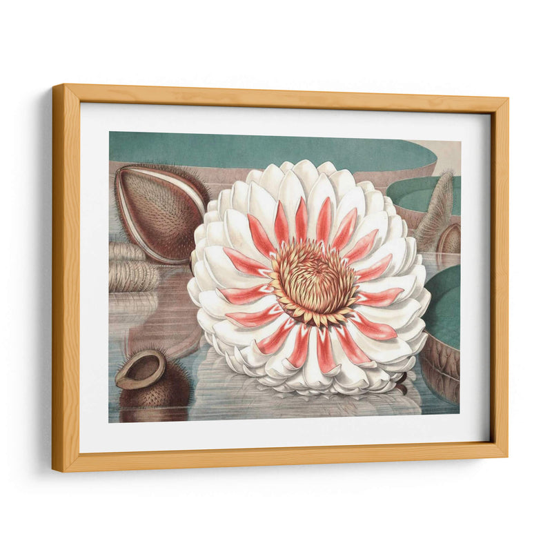 Lily De Agua Vintage Iii - Vision Studio | Cuadro decorativo de Canvas Lab