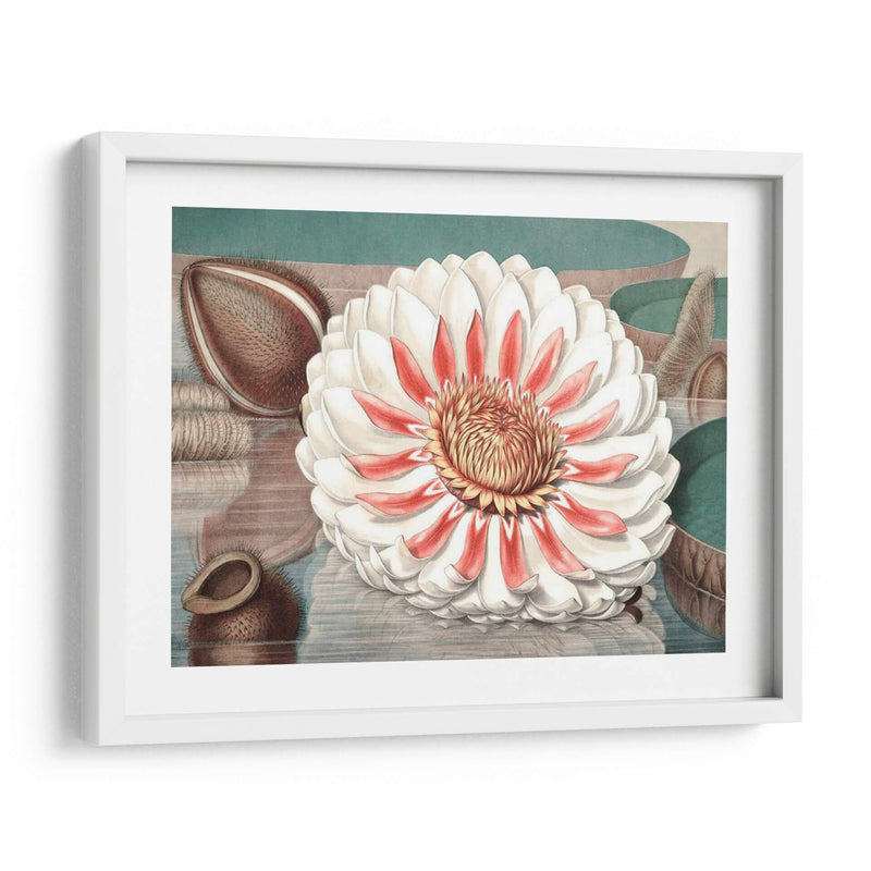 Lily De Agua Vintage Iii - Vision Studio | Cuadro decorativo de Canvas Lab