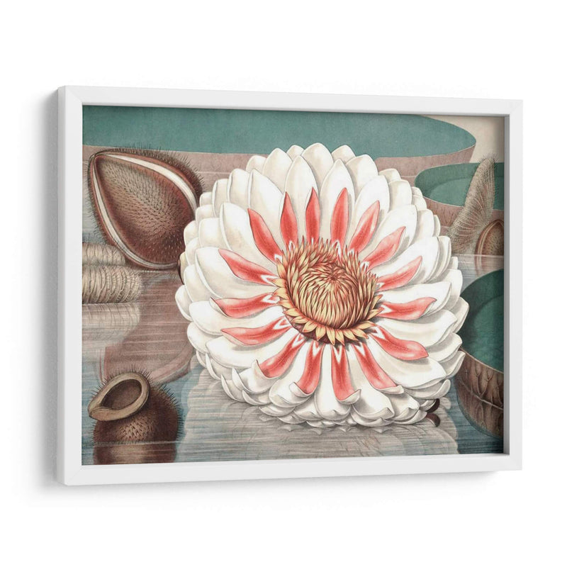 Lily De Agua Vintage Iii - Vision Studio | Cuadro decorativo de Canvas Lab