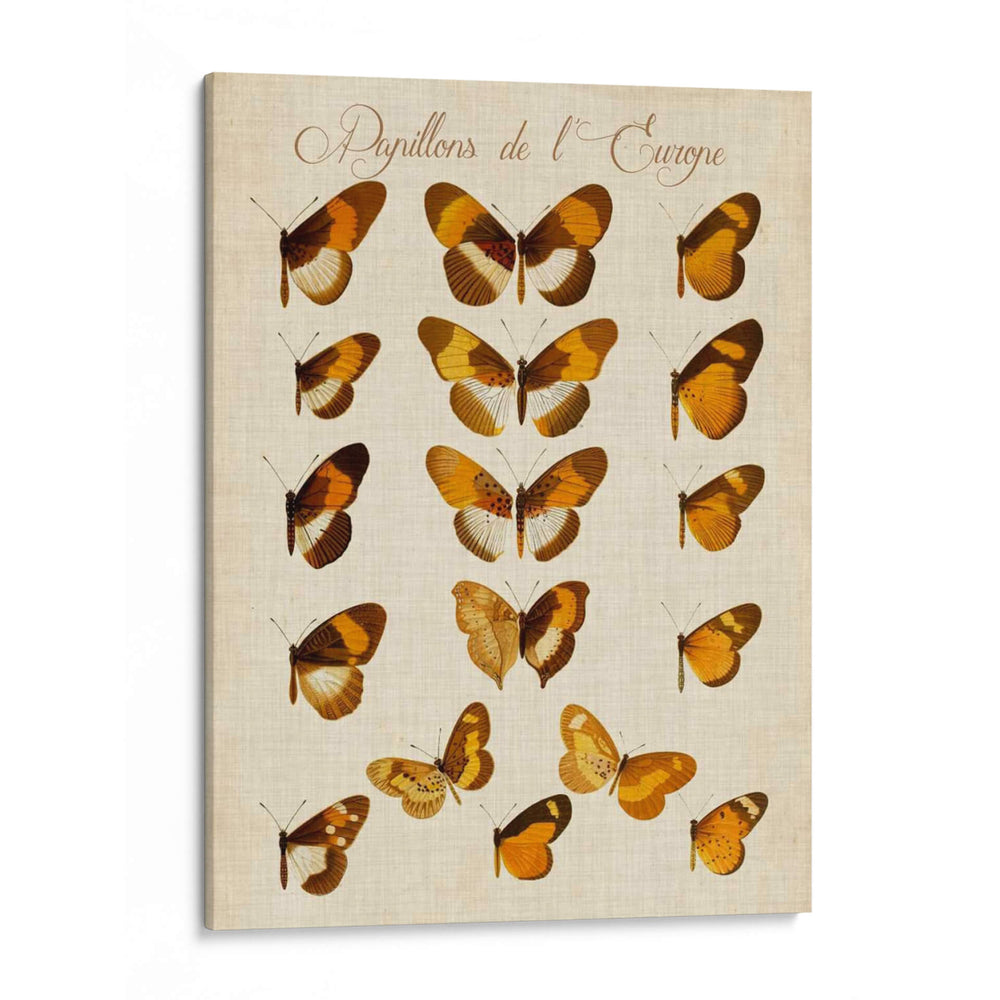 Papillons De Leurope I - Vision Studio | Cuadro decorativo de Canvas Lab