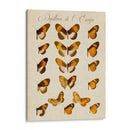 Papillons De Leurope I - Vision Studio | Cuadro decorativo de Canvas Lab