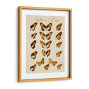 Papillons De Leurope I - Vision Studio | Cuadro decorativo de Canvas Lab