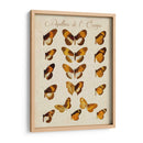 Papillons De Leurope I - Vision Studio | Cuadro decorativo de Canvas Lab