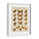 Papillons De Leurope I - Vision Studio | Cuadro decorativo de Canvas Lab