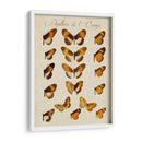 Papillons De Leurope I - Vision Studio | Cuadro decorativo de Canvas Lab