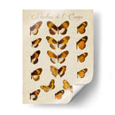 Papillons De Leurope I - Vision Studio | Cuadro decorativo de Canvas Lab