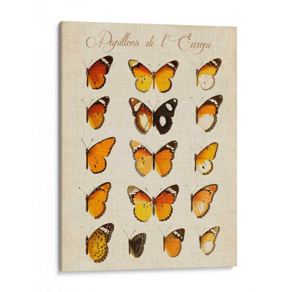 Papillons De Leurope Ii - Vision Studio | Cuadro decorativo de Canvas Lab