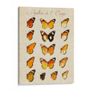 Papillons De Leurope Ii - Vision Studio | Cuadro decorativo de Canvas Lab