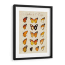 Papillons De Leurope Ii - Vision Studio | Cuadro decorativo de Canvas Lab